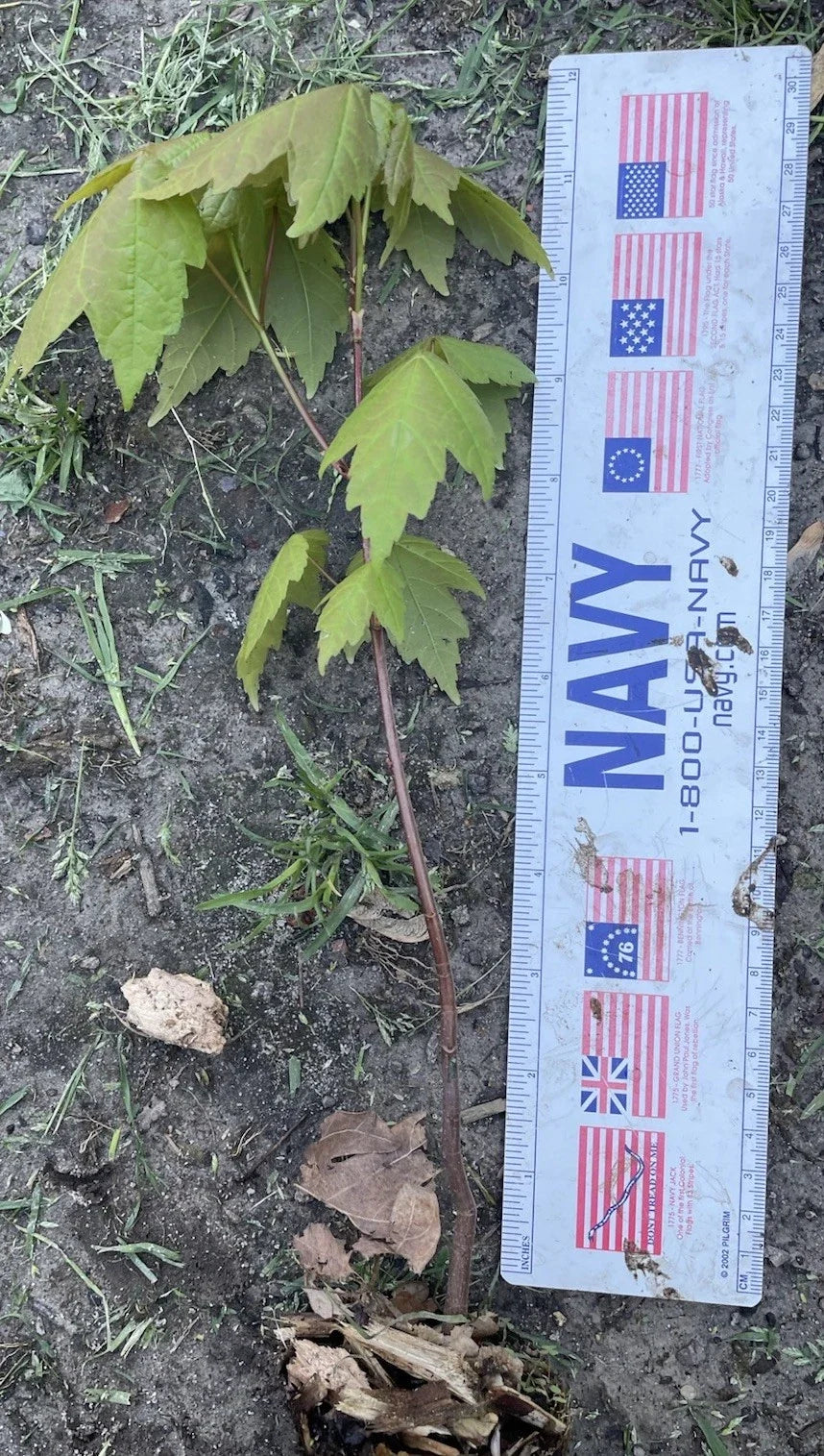 Well Rooted Maple Tree Sapling 11-12" Acer spp. for Landscaping & Garden