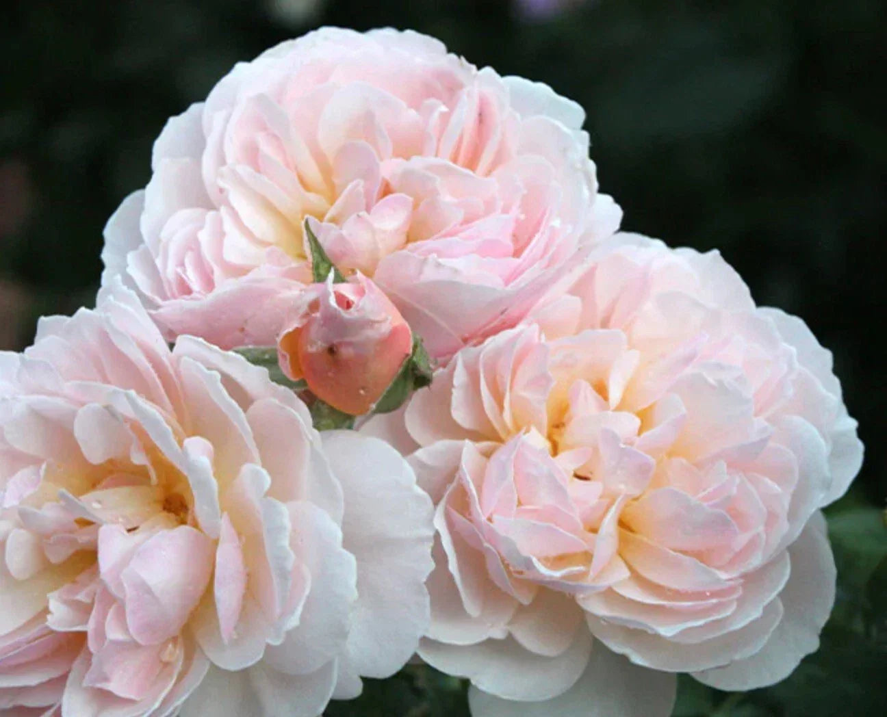 Moonlight in Paris Rose Live Plant 4" Pot - Fragrant Hybrid Tea Rose