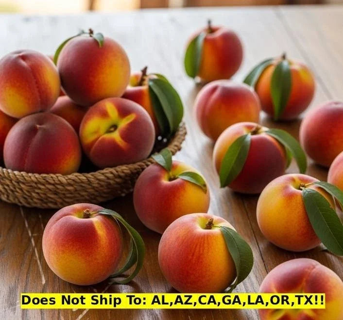 Sam Houston Peach Tree 3-Gallon Pot, Prunus persica 'Sam Houston', Fruit Tree for Outdoor Garden, Ready to Plant