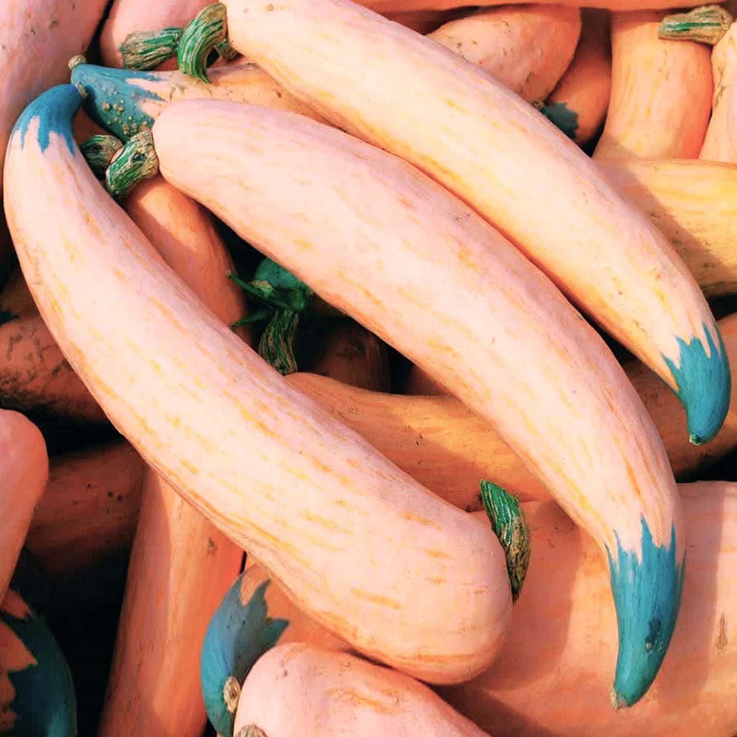 North Georgia Candy Roaster Seeds | Pink Banana Pumpkin Winter Squash | Cucurbita maxima heirloom seeds for planting