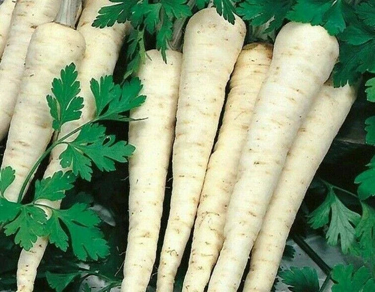 Hamburg Rooted Parsley Seeds 500+ Count | Petroselinum crispum Herb Garden Seeds