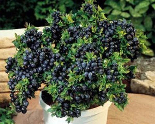 Top Hat Dwarf Blueberry Plant 3" Pot, Vaccinium corymbosum 'Top Hat', Compact Blueberry Bush for Containers and Small Gardens