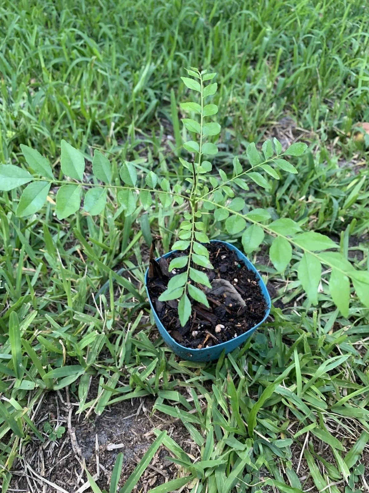 Curry Leaf Plant 10-12" Murraya koenigii for Indian Cuisine, Fresh Herb for Cooking & Garnishing, Potted Indoor/Outdoor