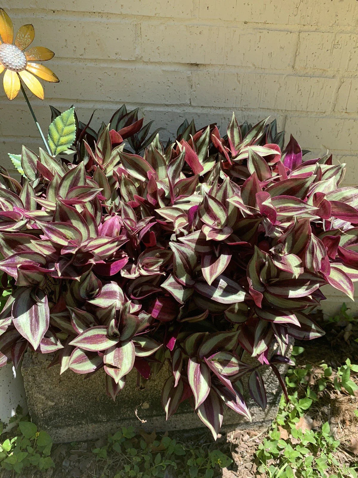 Wandering Jew Plant Cuttings - 5+ Organic Tradescantia Zebrina Live Cuttings for Indoor Propagation