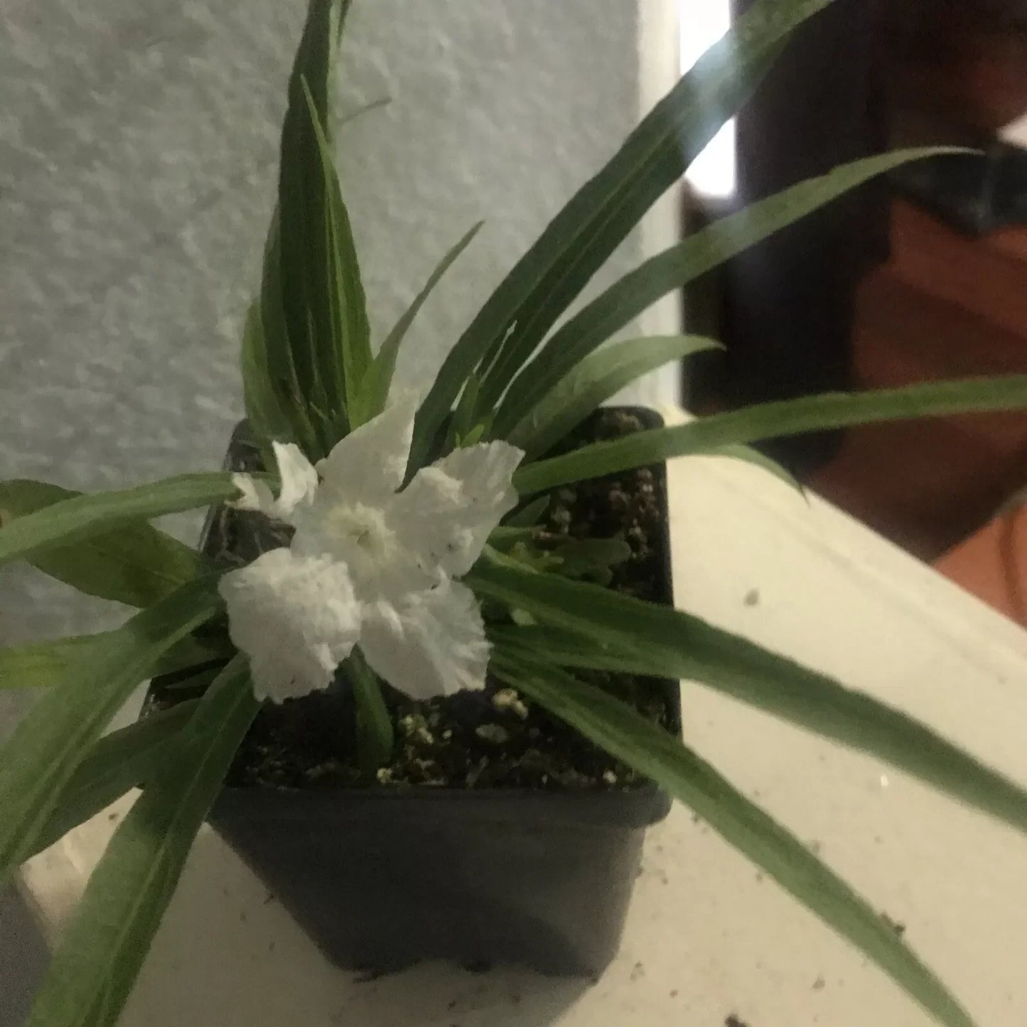 Tropical White Mexican Petunia Plant 4 Inch Pot - Ruellia brittoniana