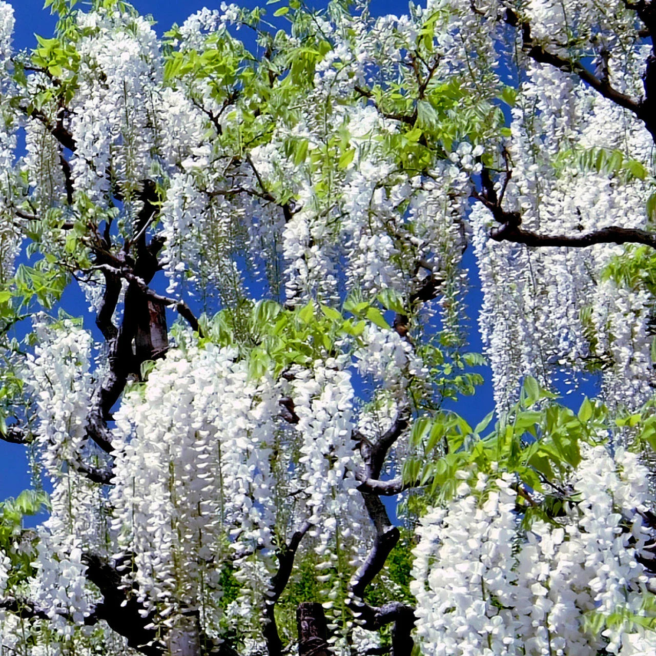 White Wisteria Seeds - Wisteria floribunda Alba - Hardy Climbing Vine Flower