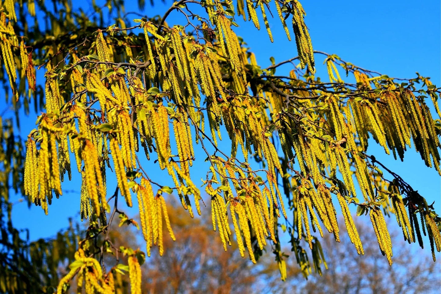 Hazel Alder Tree Seeds - Alnus incana Rugosa - Native, Fast-Growing, Moist Soil, Deciduous Tree for Planting