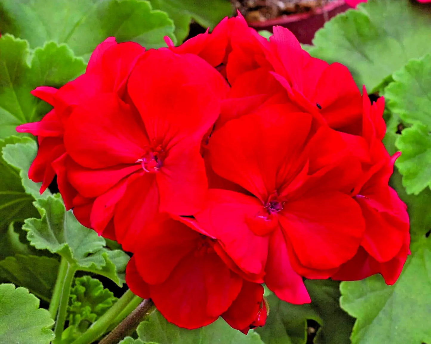 Geranium Cuttings 6" Pelargonium x hortorum Red Flowering Live Plant, Heat Tolerant, Rebloomer