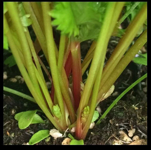 Organic Red Celery Seeds - Redpar Cutting Variety, Non-GMO Bulk Seeds, Apium graveolens, 100-1000 Seeds