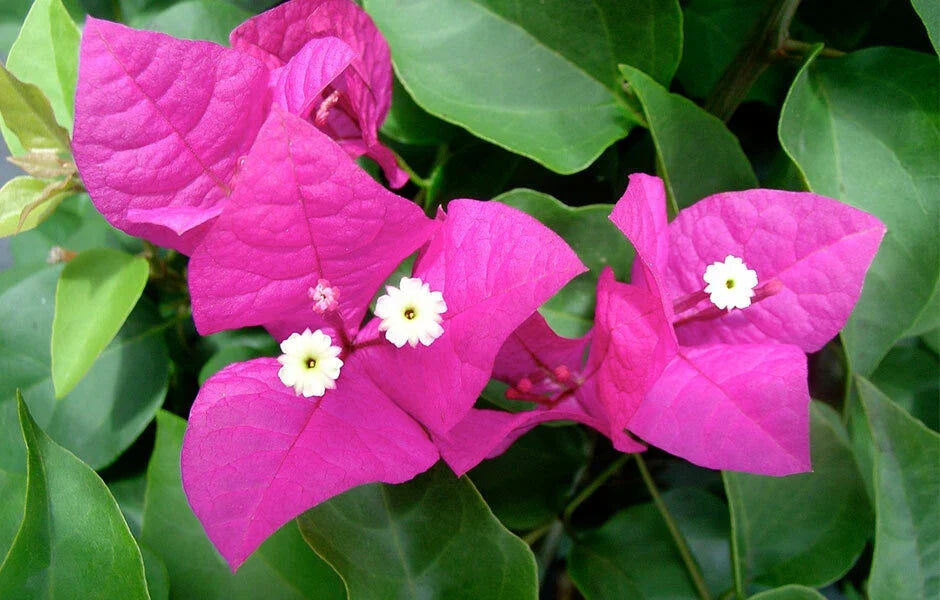 Live Bougainvillea Starter Plant - Miami Pink - Well Rooted - Bougainvillea glabra - Drought Tolerant, Climbing, Tropical Flower