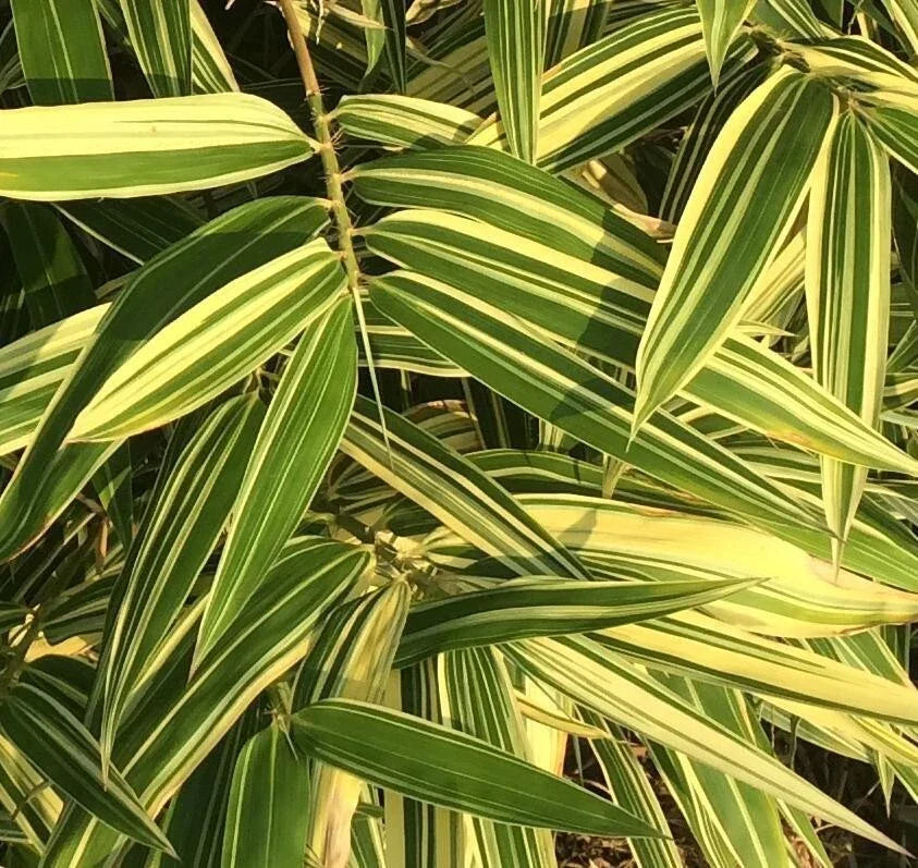Shiroshima Japanese Bamboo Variegated Plant - Organic Phyllostachys bambusoides, 1 Piece