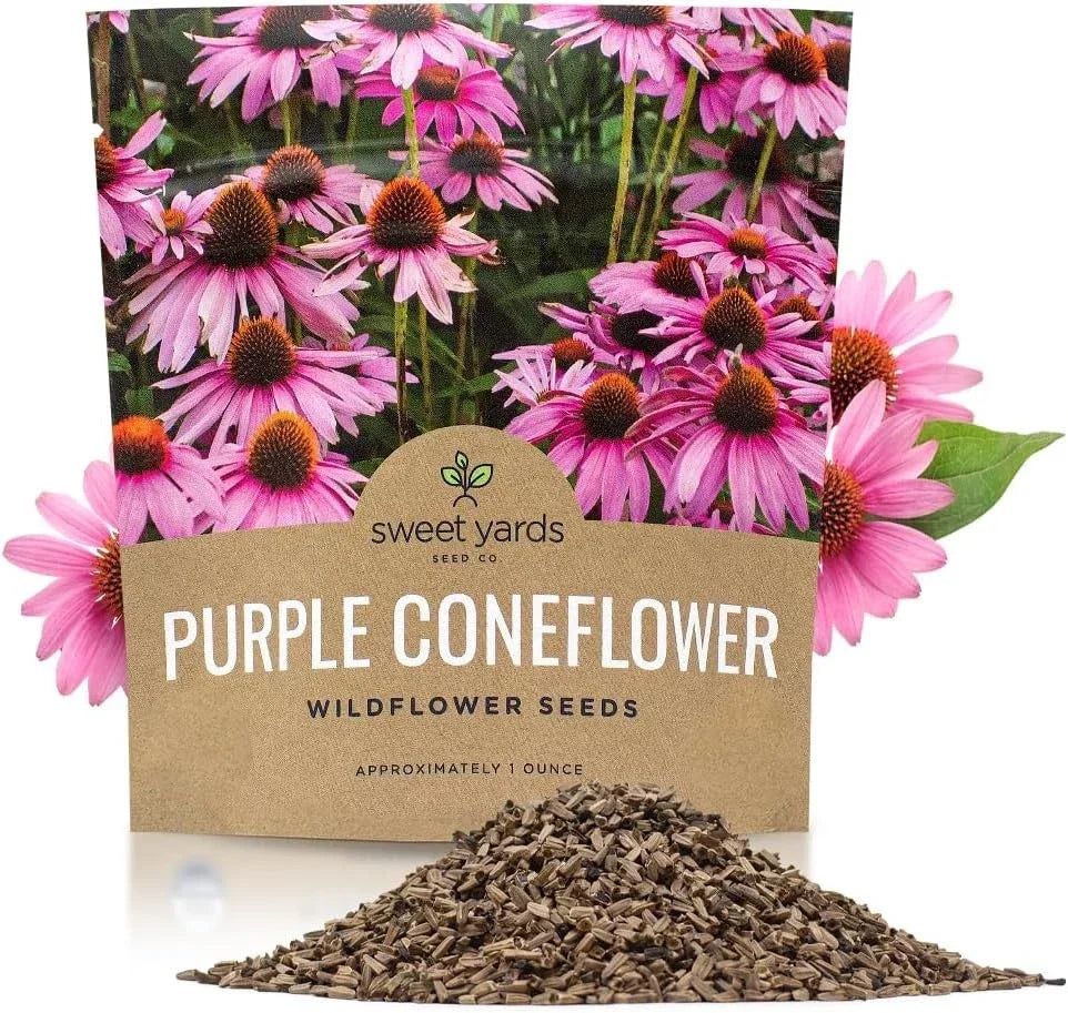 Purple Coneflower Seeds - Extra Large Packet Over 1 Ounce - Echinacea purpurea for Garden Planting