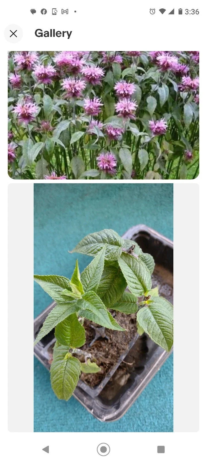 Organic Bee Balm Live Plants 4-Pack | Monarda Didyma Wild Bergamot Perennials for Bees & Hummingbirds