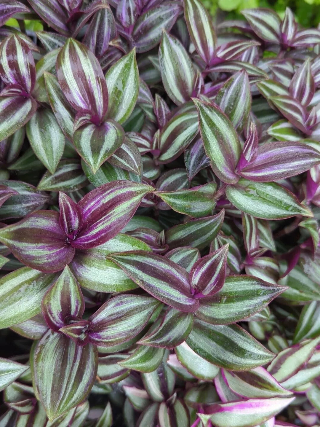 Rare Tradescantia "Evanesce" Cuttings – 8 Live Wandering Jew Plant Propagation Material – Variegated Foliage, Cold Tolerant, Indoor & Outdoor