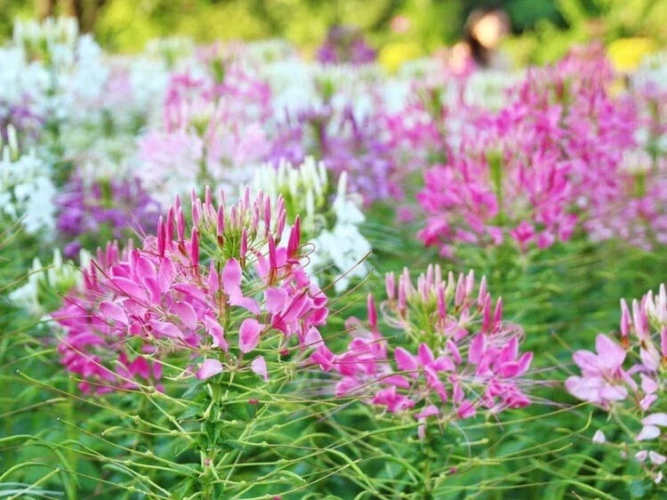 Spider Flower Seeds - 300+ Cleome Spinosa Annual Pink White Blooms - Non-GMO, Easy to Grow, Attracts Pollinators