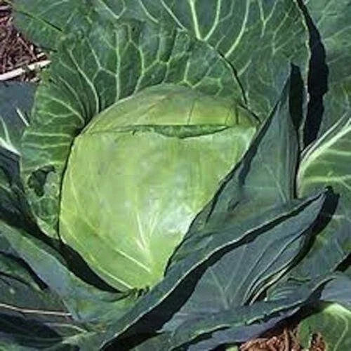 Late Flat Dutch Cabbage Seeds - 200+ Heirloom NON-GMO Brassica oleracea
