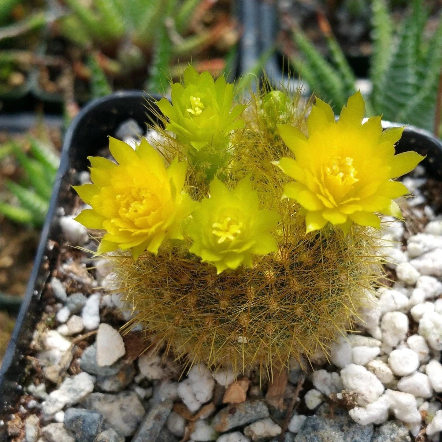 Notocactus Graessneri Flaviflorus Live Succulent with Yellow Flowers | Easy Care Cactus Plant
