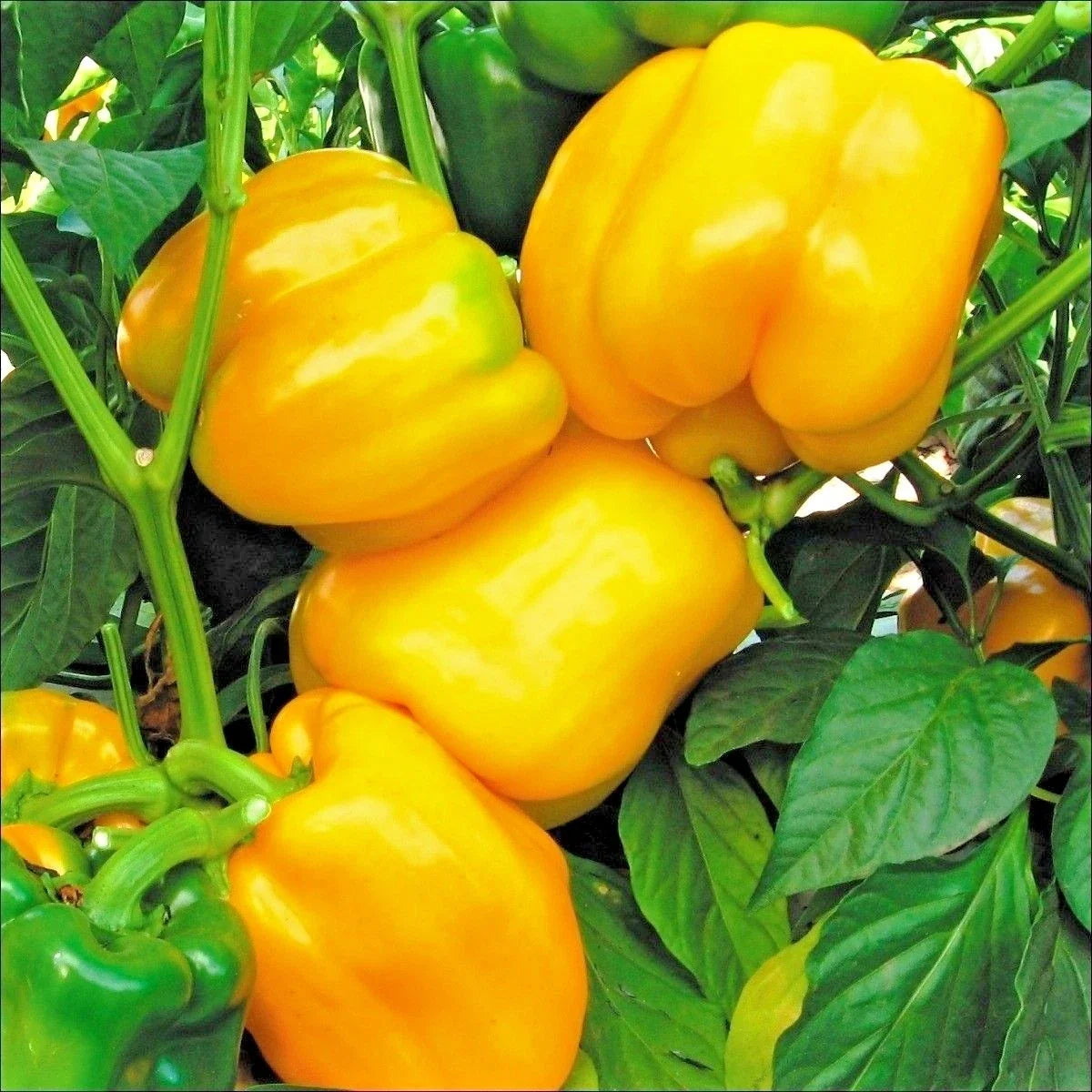 Sunbright Yellow Bell Pepper Seeds | Organic Capsicum annuum for Containers & Garden Beds | 101+ Non-GMO Vegetable Seeds