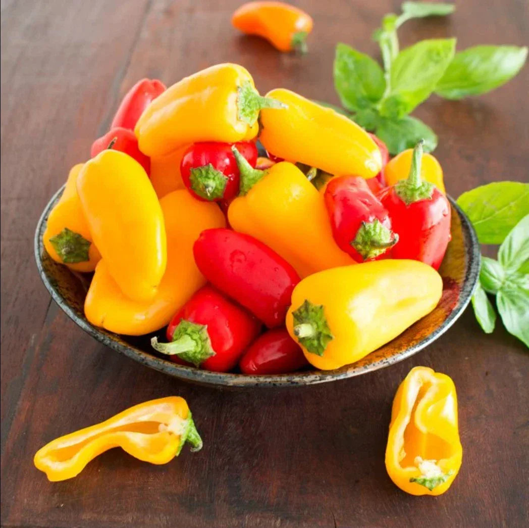 Mini Bell Pepper Seeds - Organic Non-GMO Mixed Colors Capsicum annuum