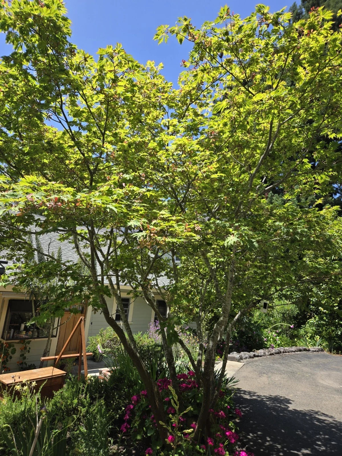 Japanese Maple Seeds - Dancing Peacock Acer japonicum - 10 Fresh Seeds for Planting, Deciduous Tree, Vibrant Foliage