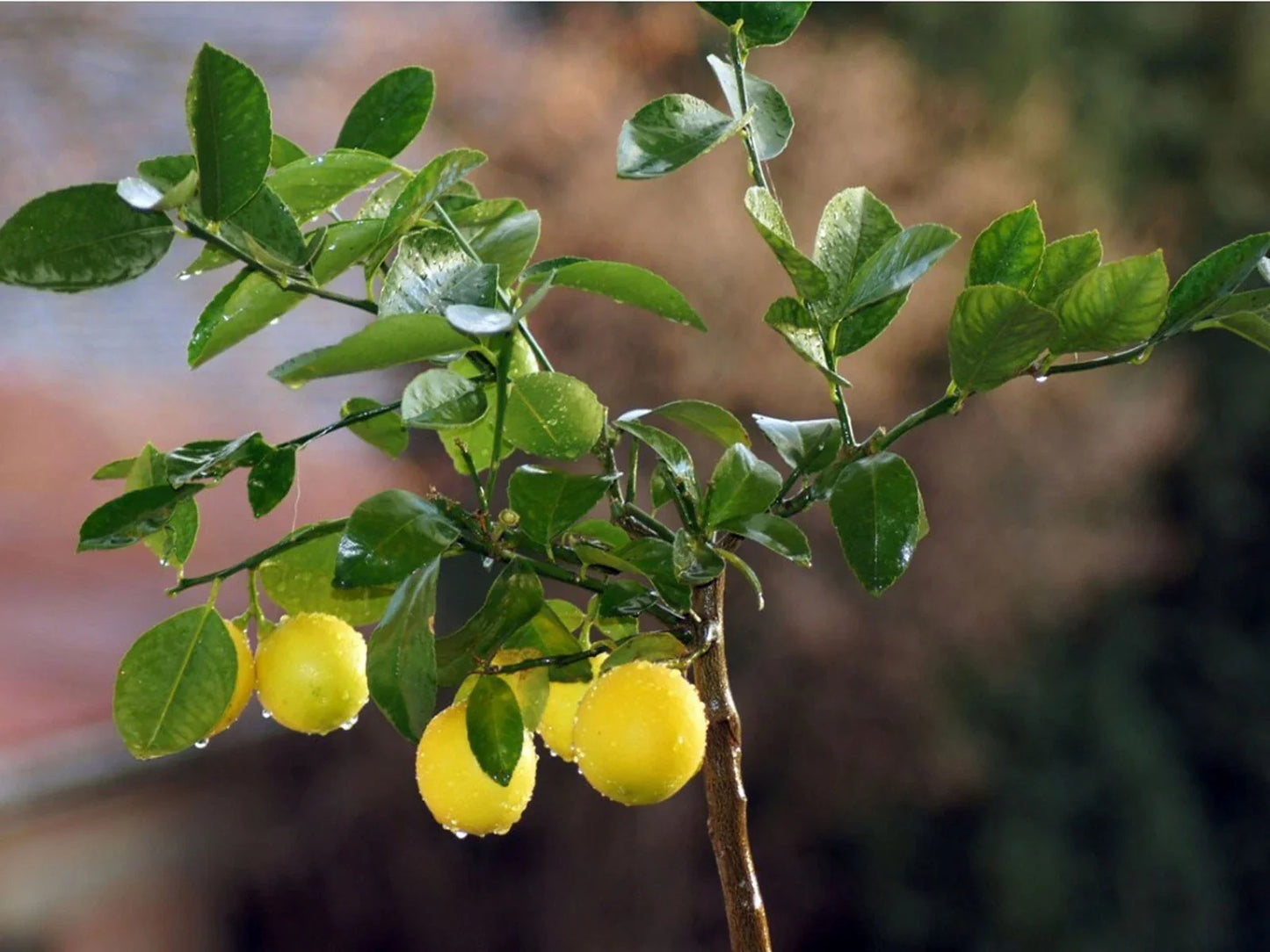 Organic Lemon Seeds - 10 Citrus × limon Seeds for Fruit Trees