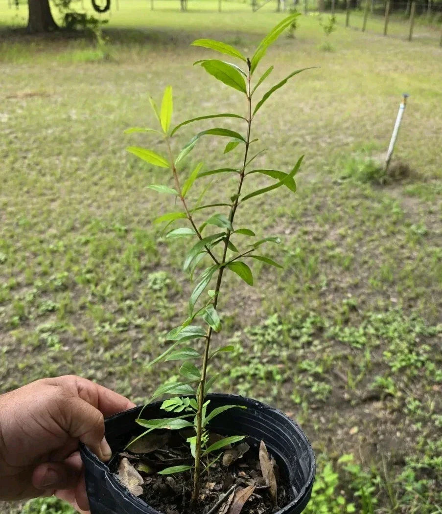 Pomegranate Plant Seedling 12-15" Tall Punica Edible Fruit Medium Sunlight