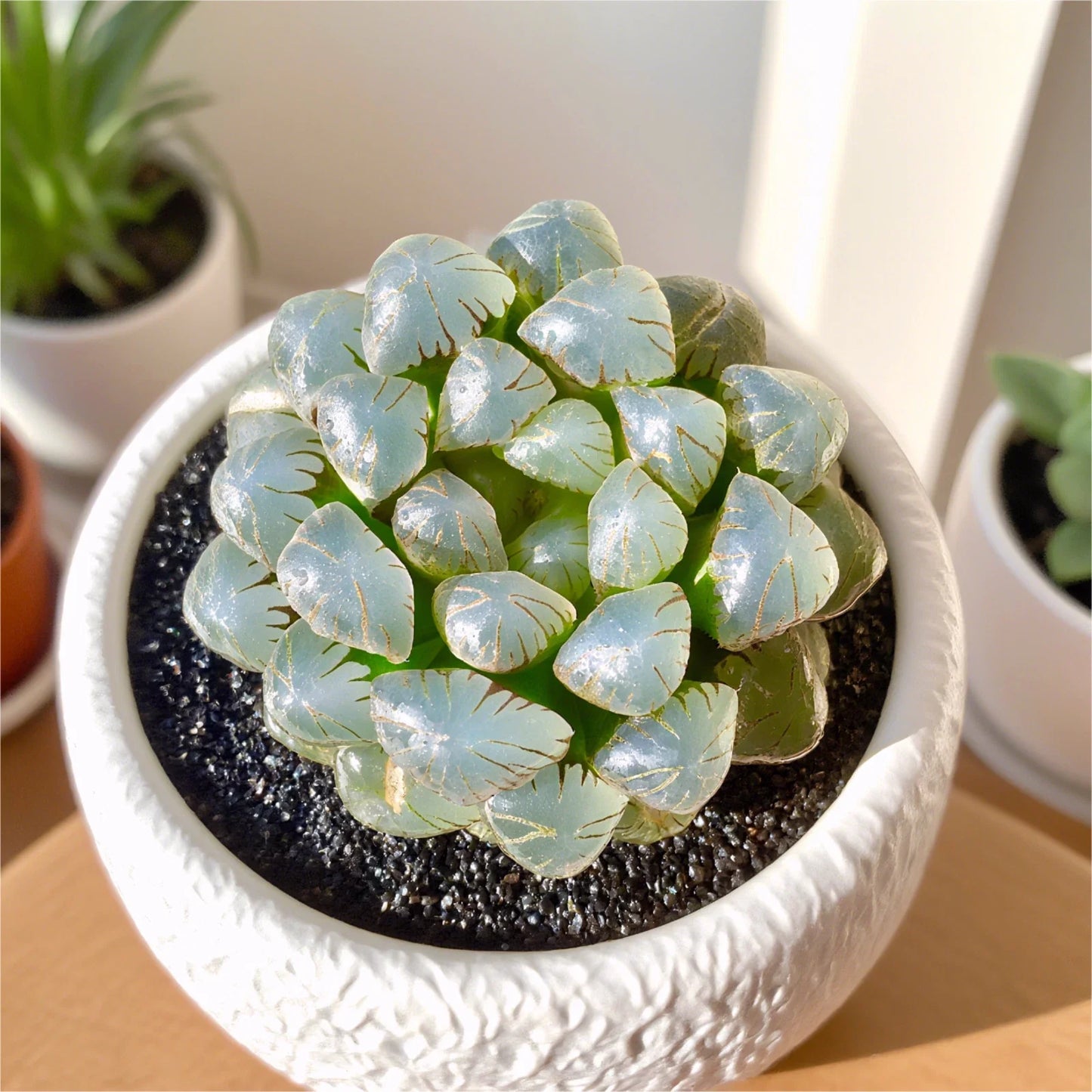 Rare Succulent Plant - 2.4" Haworthia cooperi Ice Lantern Bare Root for Home & Office Decor