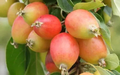 John Downie Crabapple Seeds, Malus domestica, Garden Planting, Ornamental Tree, 25+ Seeds, USA Grown