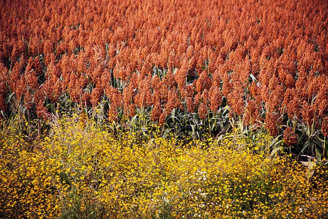 Rox Orange Cane Seeds - 100+ High Yield Rubus idaeus 'Rox' for Garden & Farm