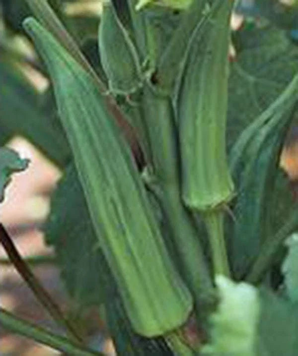 Okra Seeds - 100 Heirloom Non-GMO Emerald Variety - Abelmoschus esculentus Garden Seeds for Bountiful Harvest