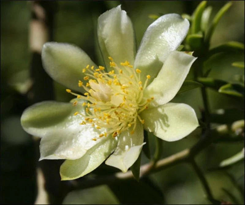 Rare Pereskia aculeata Gold Variegated Cactus Plant in 6" Pot – Unique Variegata, Indoor or Outdoor Succulent, Hardy & Easy Care