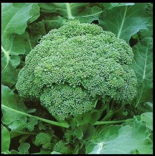 Calabrese Broccoli Seeds Heirloom Non-GMO Brassica oleracea for Home Gardening, Green Sprouting
