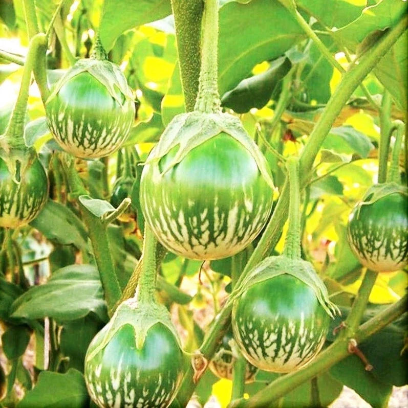 Thai Eggplant Seeds | Green Brinjal Aubergine | Baby Asian Solanum melongena | Non-GMO, Container-Friendly, High Yield