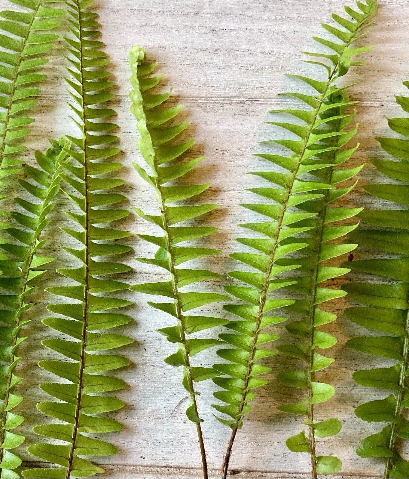Rooted Ferns 20 Pack - Lush Green Indoor Plants for Home Decor - Various Fern Species