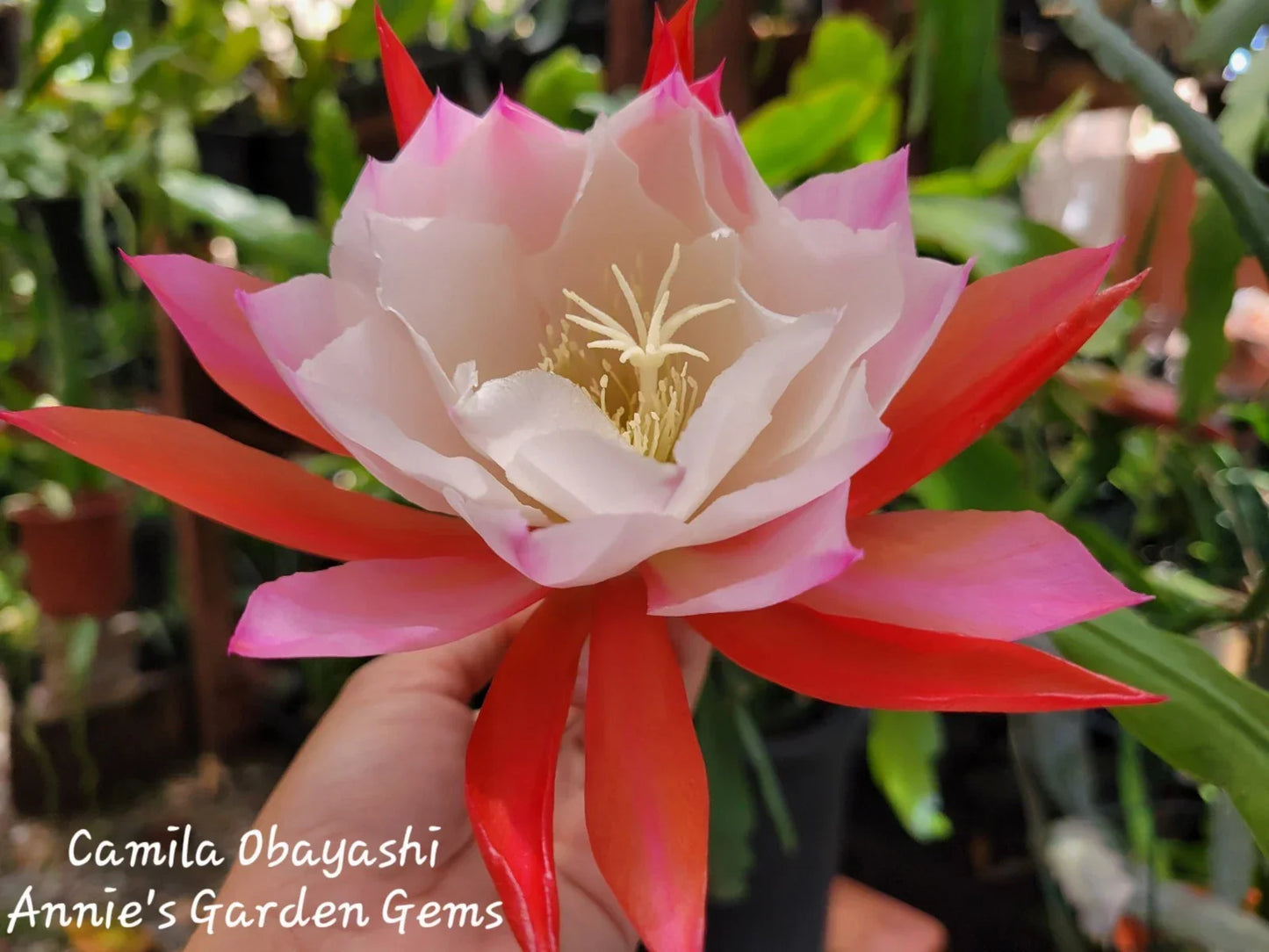 Epiphyllum Camila Obayashi Orchid Cactus - 4 Inch Pot, Tropical Indoor Plant with Showy Blooms