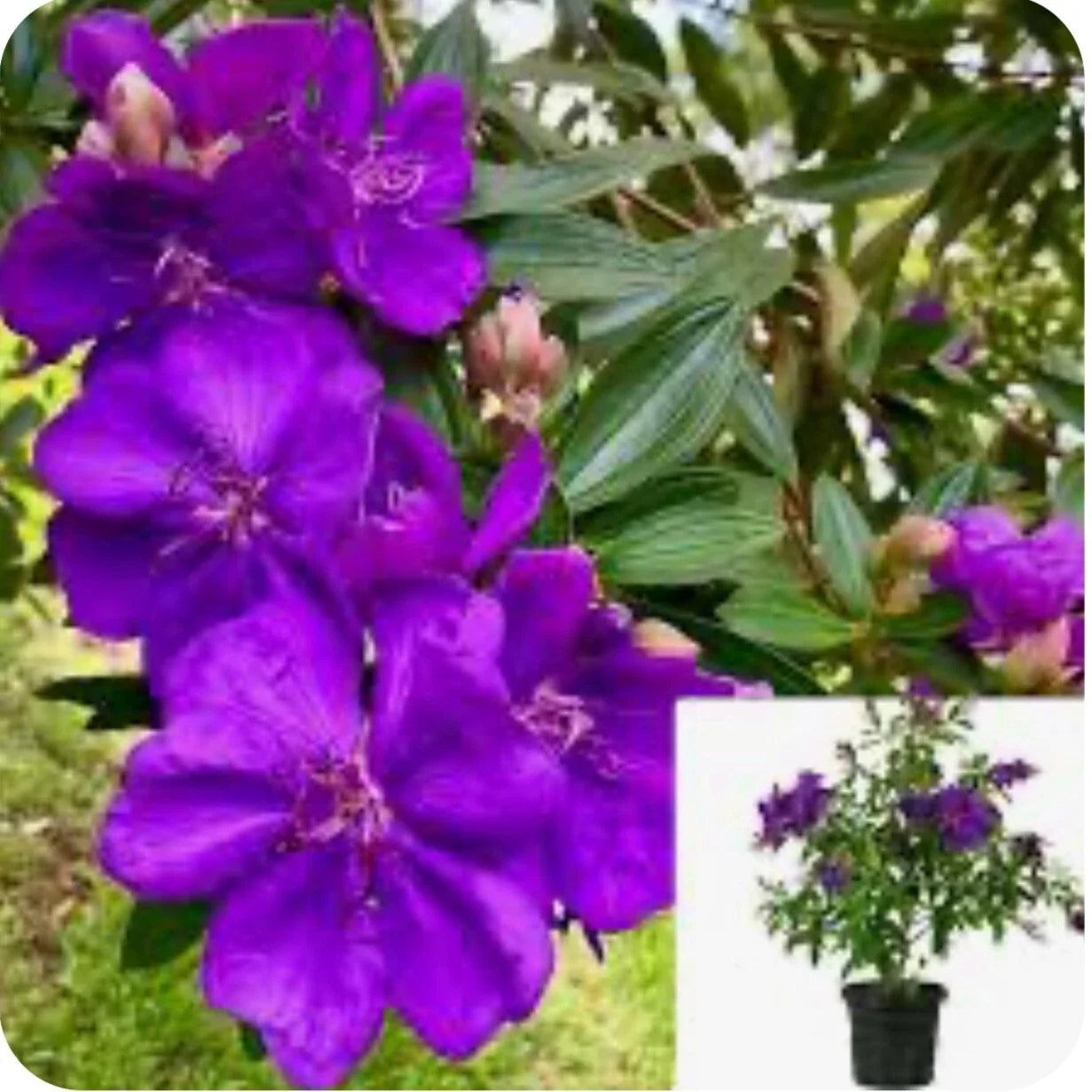 Purple Glory Tree Plant - Small Rooted Tibouchina Urvilleana - Tropical Ornamental Shrub for Garden or Indoor Use