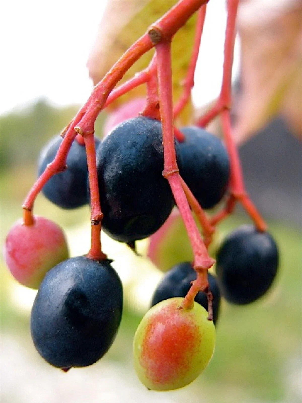 Nannyberry Tree Seeds - 20 Pack | Viburnum lentago Edible & Medicinal Shrub