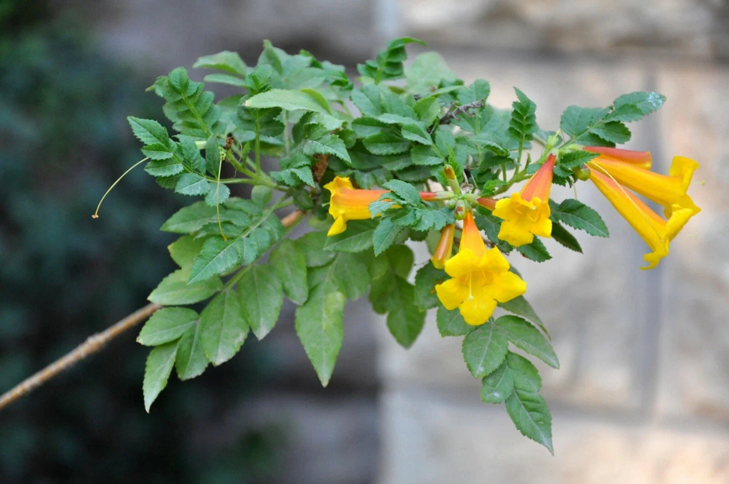 Yellow Trumpet Creeper Seeds, Campsis radicans Flava, Climbing Vine, Bright Yellow Flowers, Garden Landscaping, 80 Seeds