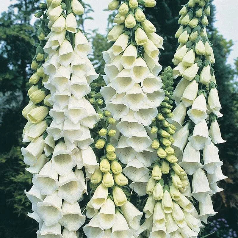 Alba Foxglove Seeds | Digitalis purpurea 'Alba' | White Flower Seeds for Gardens | Non-GMO, Pollinator Attracting, Easy to Grow
