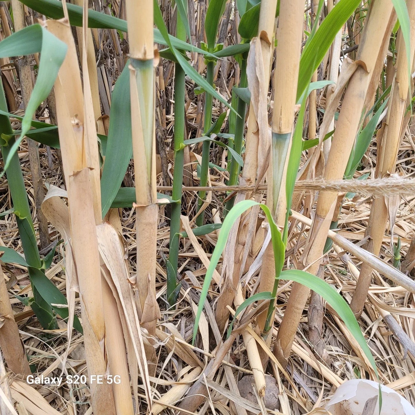 Giant Reed Grass Plants 3 Pack - Arundo donax, Elephant Grass, River Reed, Clumping Bare Root Plants