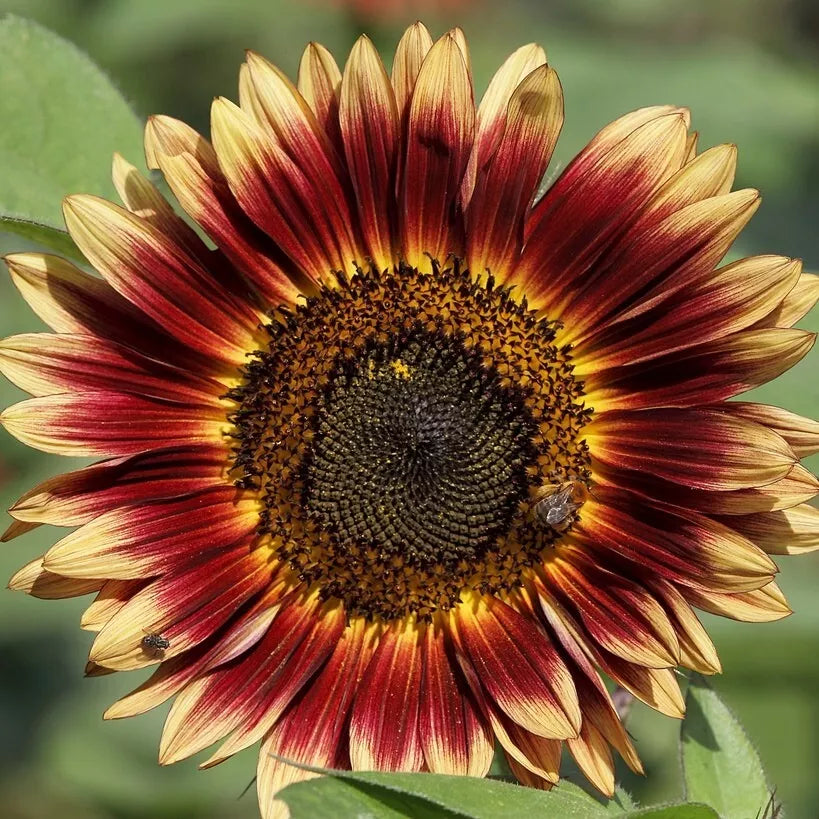 Evening Sun Sunflower Seeds - 30+ Pack Annual Flowers for Garden Pollinators
