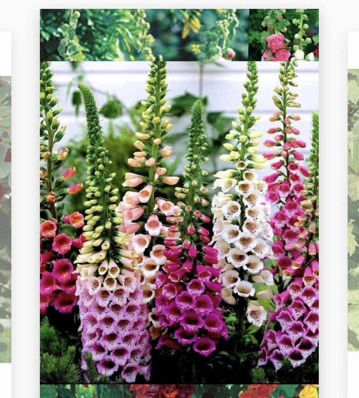 Foxglove Seeds - 1000 Non-GMO Heirloom Digitalis purpurea for Borders & Wildflower Gardens