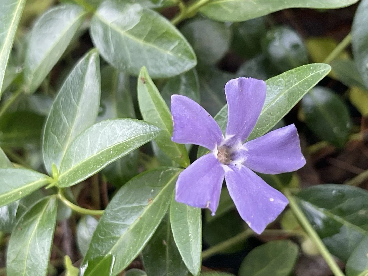 Vinca Minor Periwinkle Creeping Myrtle Ground Cover - 100+ Live Plants for Gardens & Landscapes
