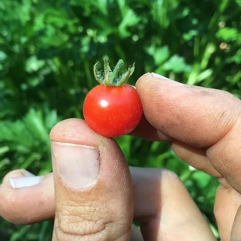 Red Currant Tomato Seeds – Organic Heirloom Non-GMO, Solanum Lycopersicum, Pack of 120+ Seeds