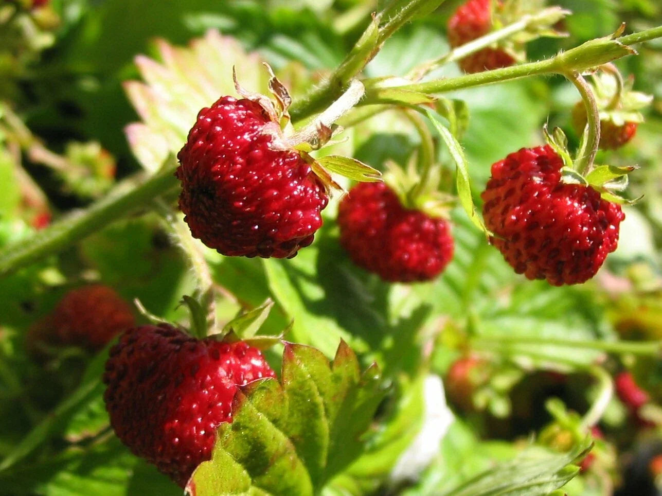 Alpine Strawberry Seeds - Pack of 100 - Fragaria Vesca - Fast Growing, Non-GMO, Perfect for Home Gardens & Containers
