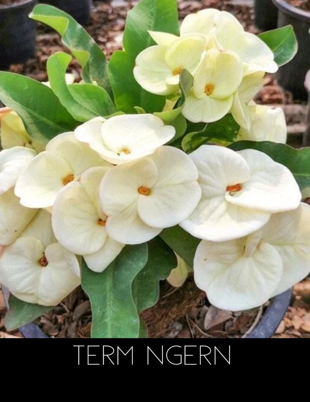 Rooted Crown of Thorns Plant - Euphorbia Milii Thai Ngern Variety - Succulent in Pot
