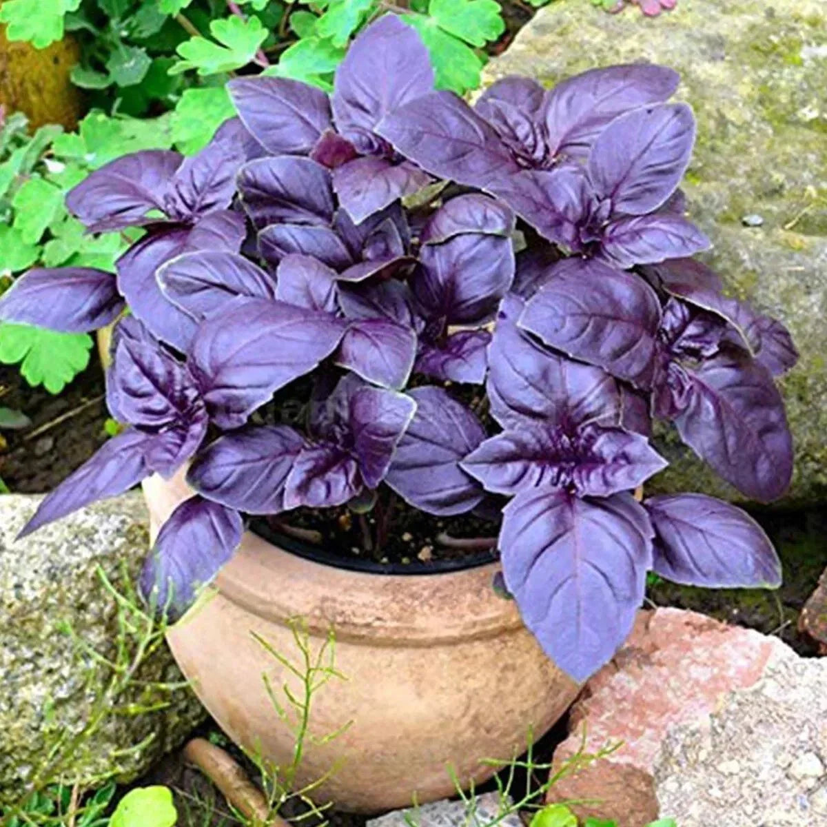 Dark Opal Basil Seeds - Organic Heirloom Herb - Non-GMO - 500+ Count