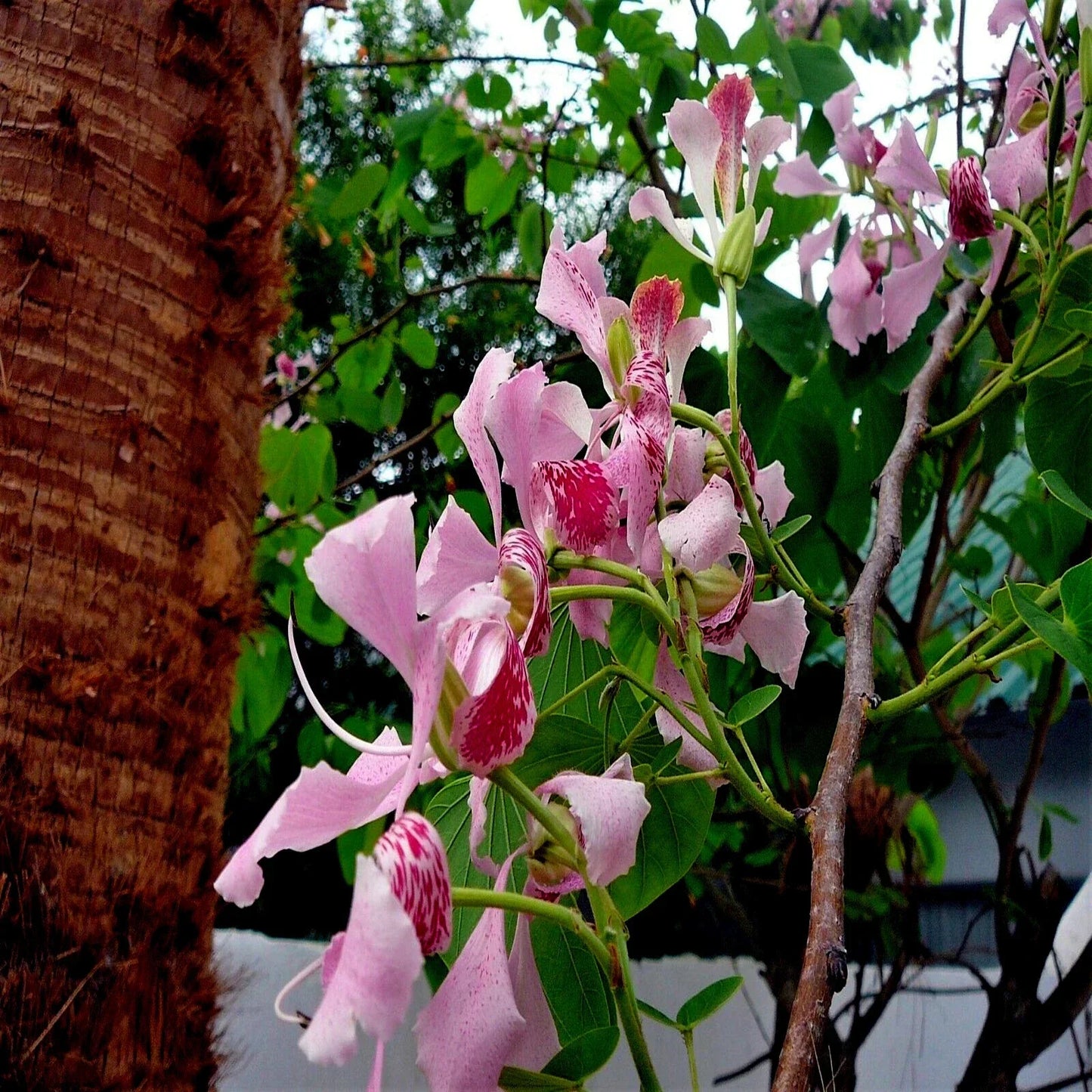 Pink Orchid Tree Seeds - Bauhinia monandra Rare Tropical Butterfly Flower