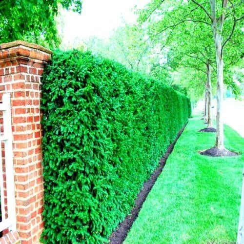 Japanese Spreading Yew Tree Seeds, Taxus cuspidata, Evergreen Bonsai & Landscaping, 10 Seeds