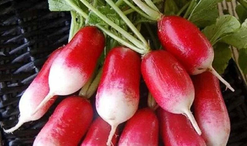 French Breakfast Radish Seeds – 50+ Non-GMO Fast-Growing Raphanus sativus for Home Gardens